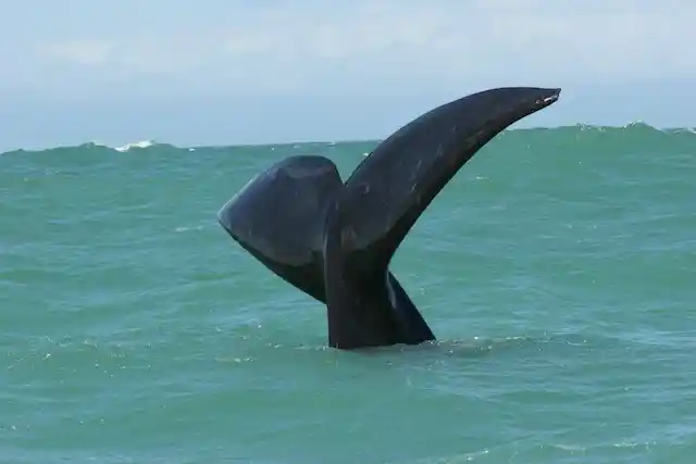 Boat-Based Whale Watching in Walker Bay
